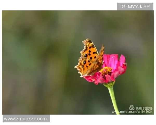 张伟的排球人生深度对话:从青涩少年到世界冠军的心路历程 张伟的排球人生深度对话:从青涩少年到世界冠军的心路历程