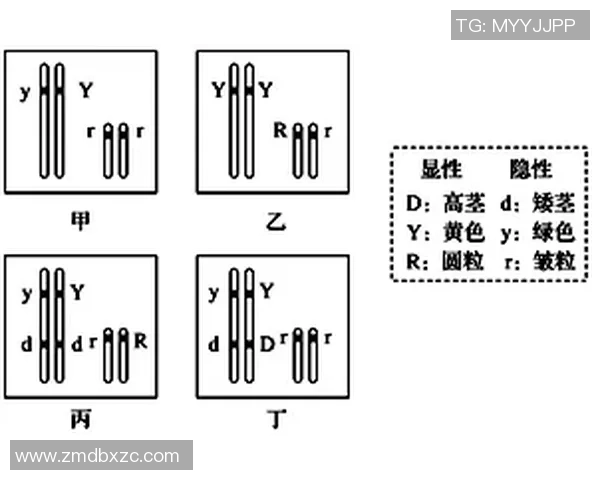 武汉羽毛球队包夹战术解析及其对比赛的影响与启示